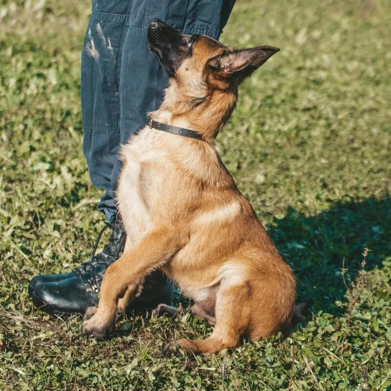 Board and train dog training program Birmingham Alabama