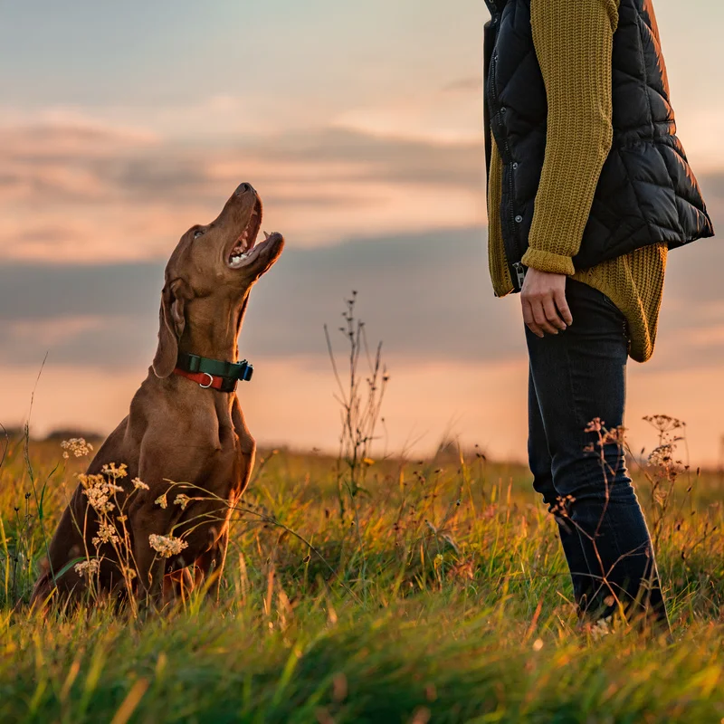Dog obedience training in Birmingham Alabama - Off Leash K9 Training
