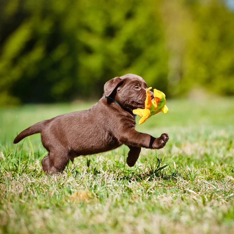 Puppy training classes Birmingham Alabama - potty training, socialization